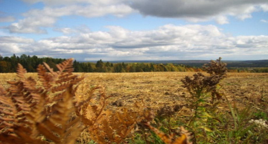 Forêt Agriculture